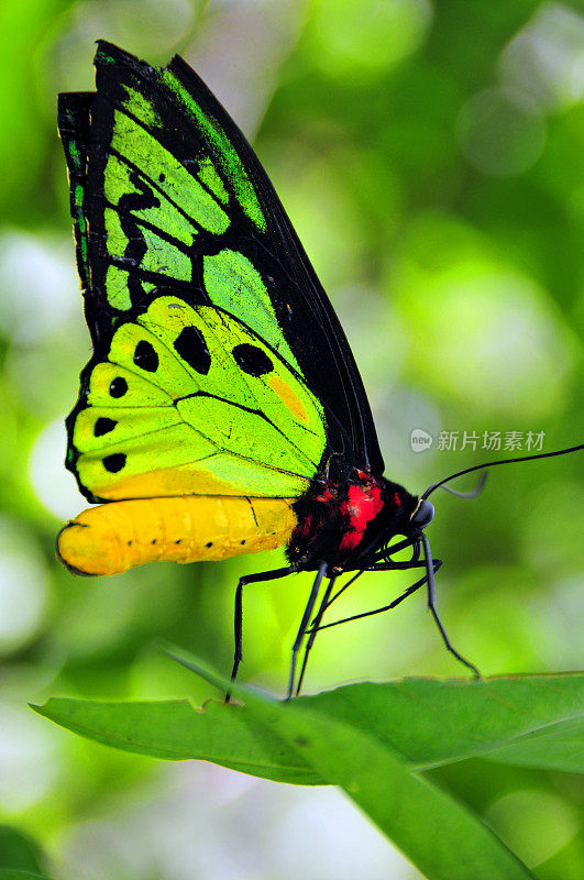 普通的鸟翅蝴蝶，Troides helena